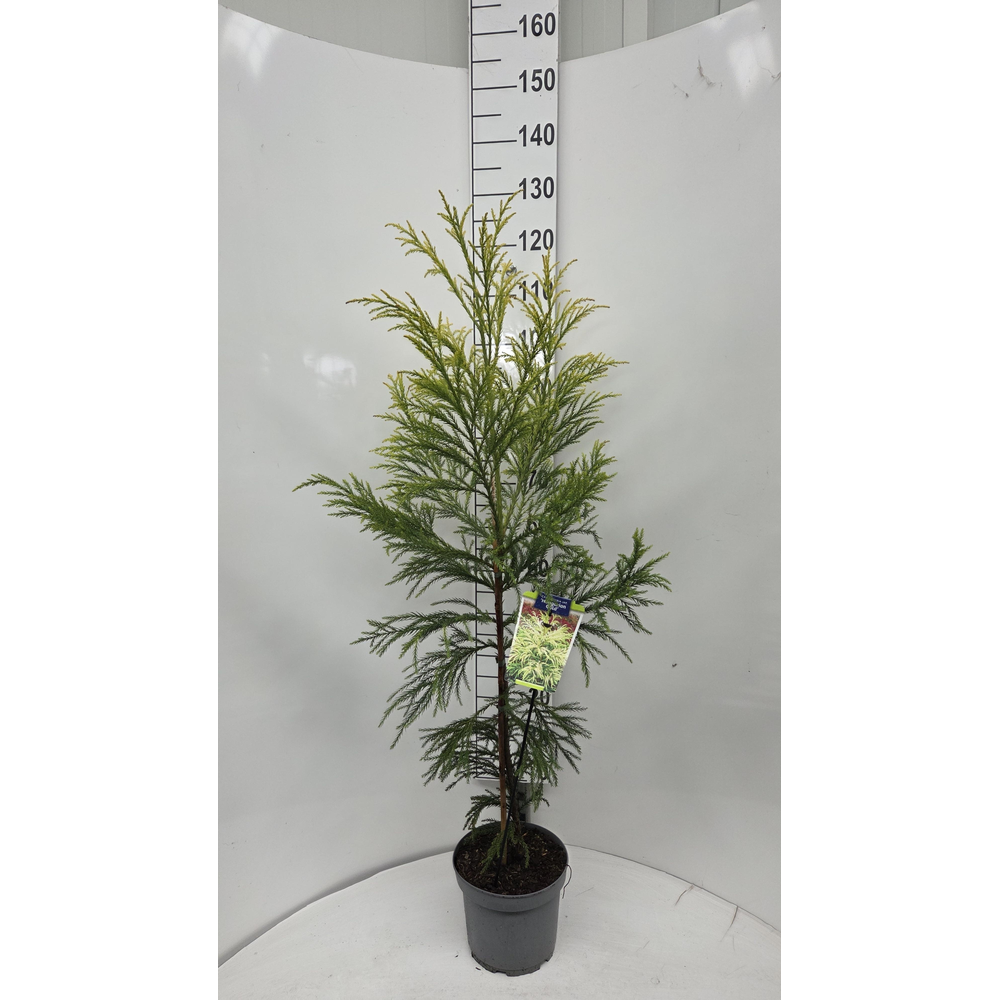 Cryptomeria j. ‘Hongarian Gold’.