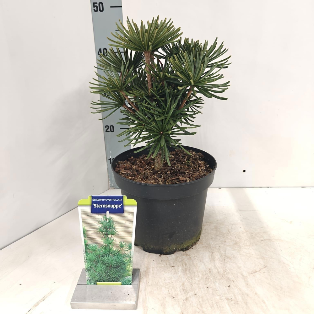 Sciadopitys verticillata 'Sternsnuppe'.