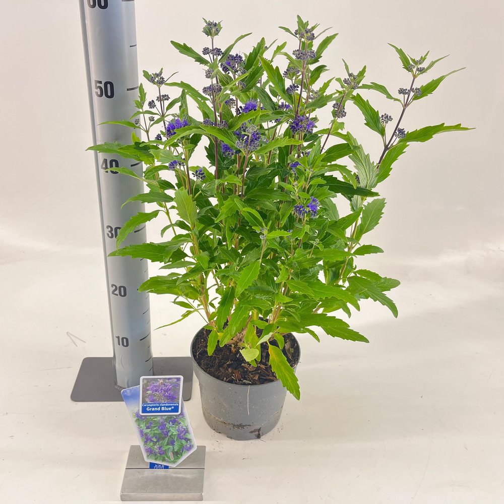 Caryopteris cland. Grand Bleu® ('Inoveris'PBR).