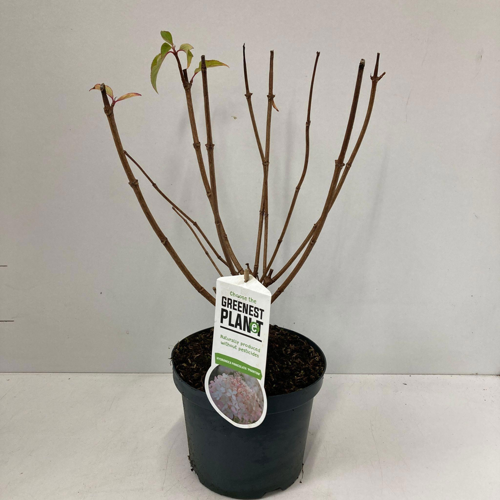 Hydrangea pan. 'Phantom'.