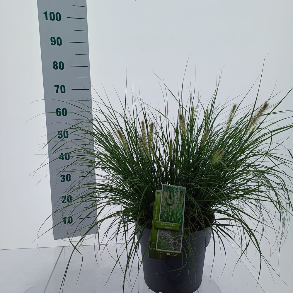 Pennisetum alopecuroides 'Hameln'.