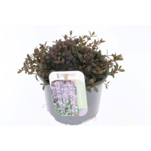 Ajuga reptans Chocolate Chips.