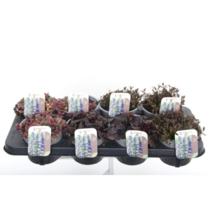 Ajuga reptans mix tray.