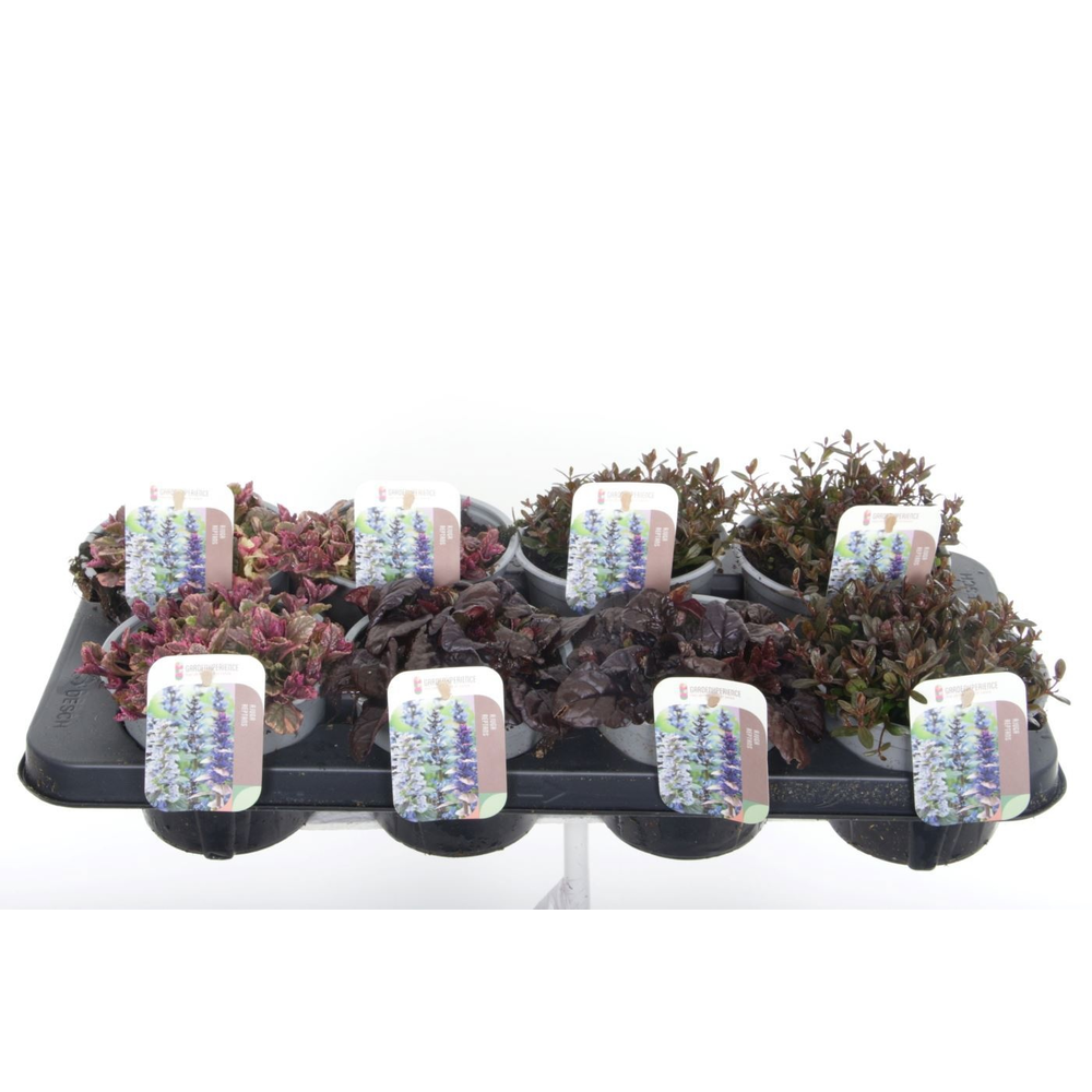 Ajuga reptans mix tray.