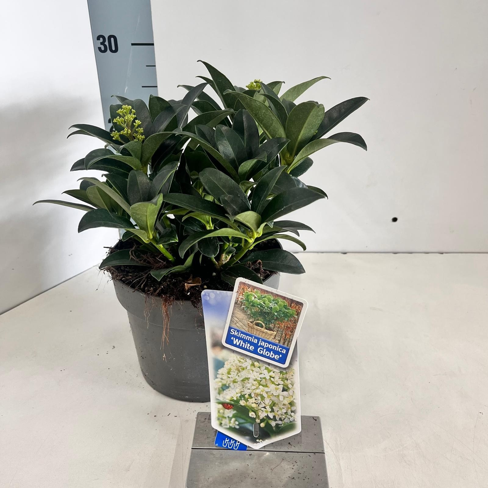 Skimmia jap. White Globe® ('FM1'PBR).