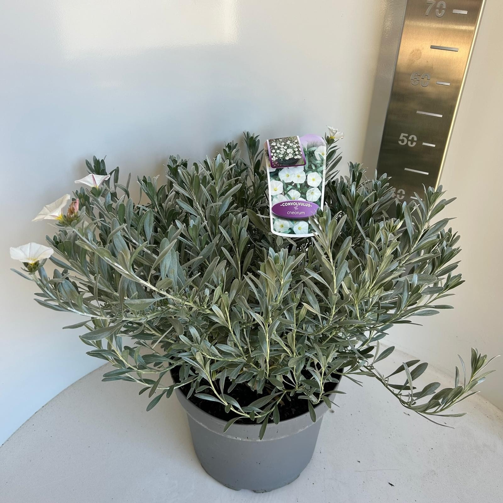 Convolvulus cneorum.