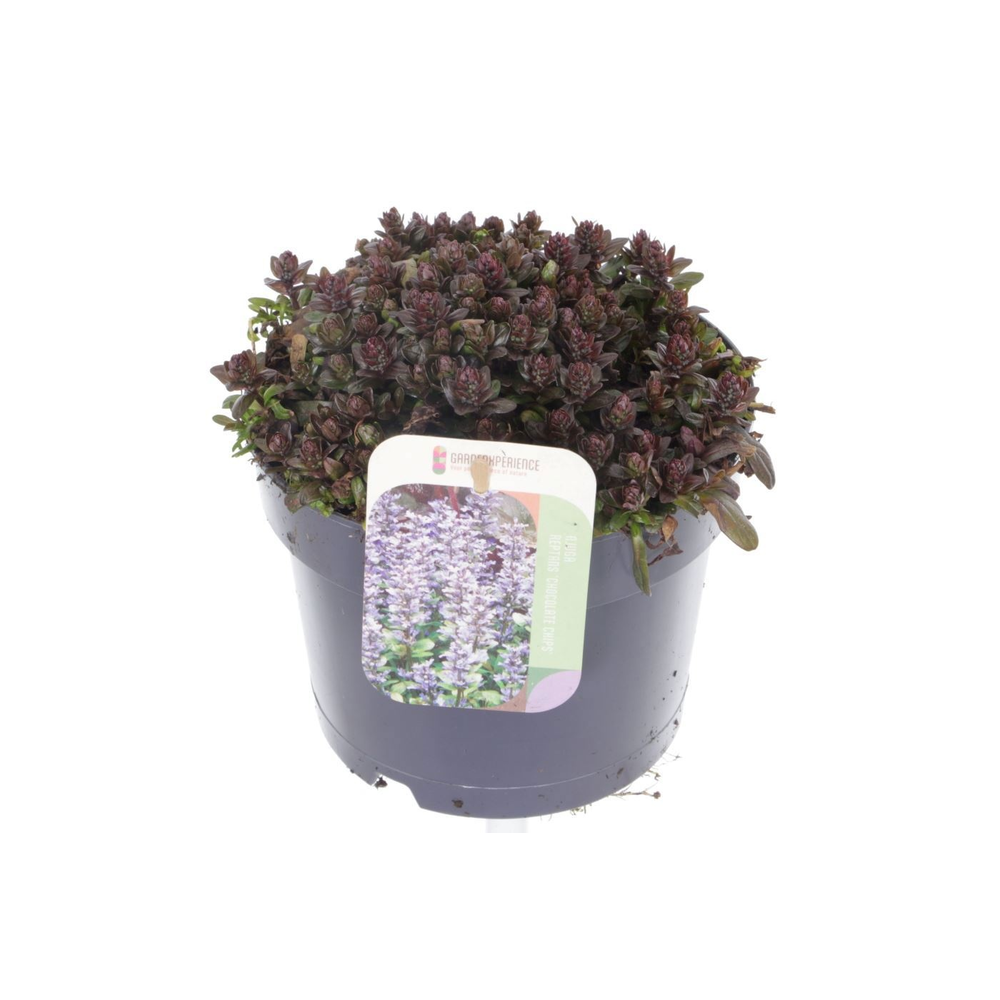 Ajuga reptans Chocolate Chips.