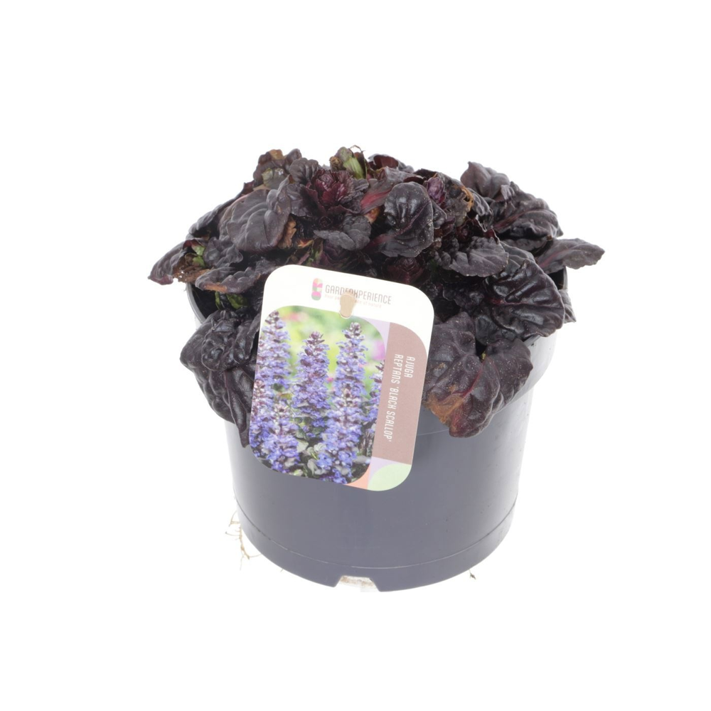 Ajuga reptans Black Scallop.