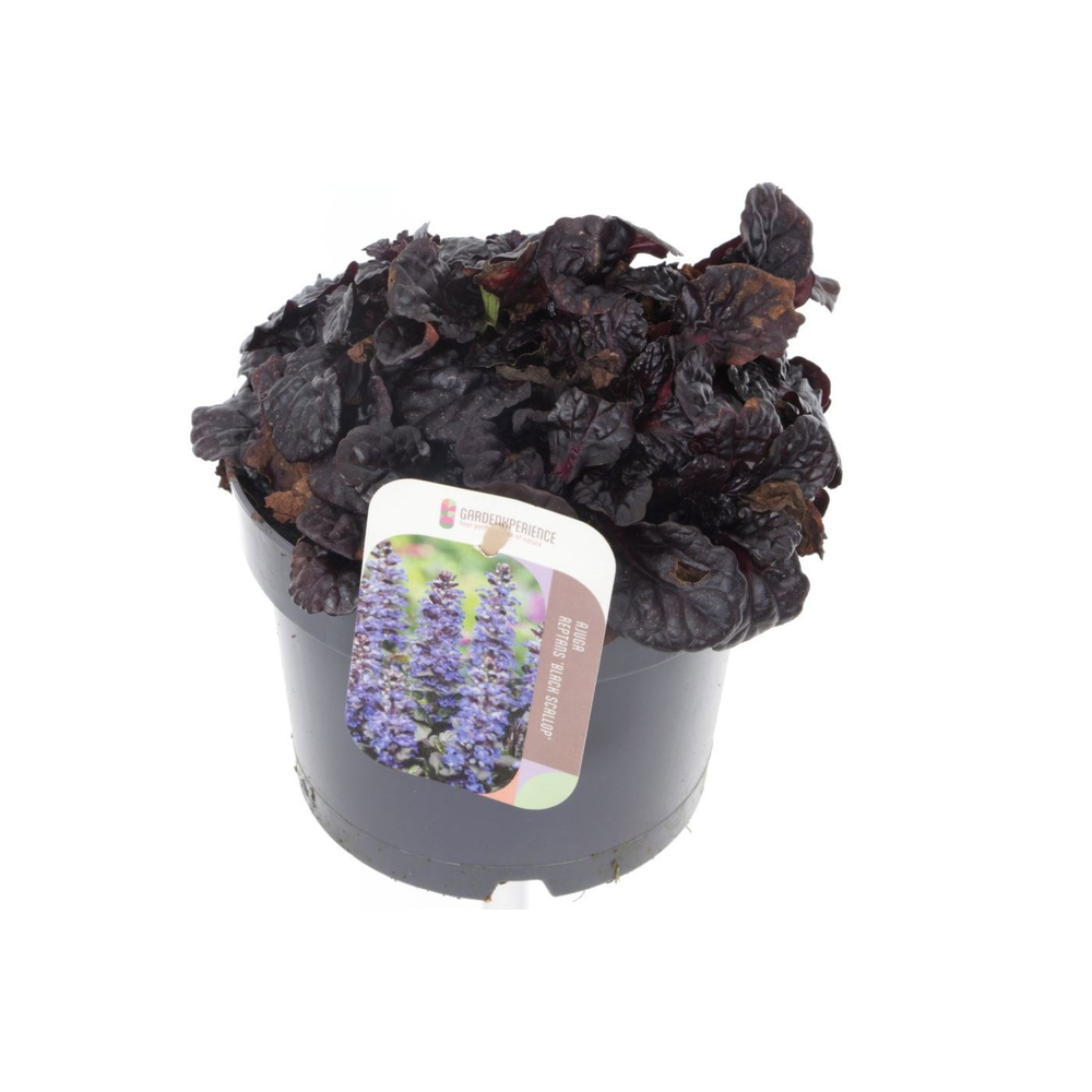 Ajuga reptans Black Scallop.