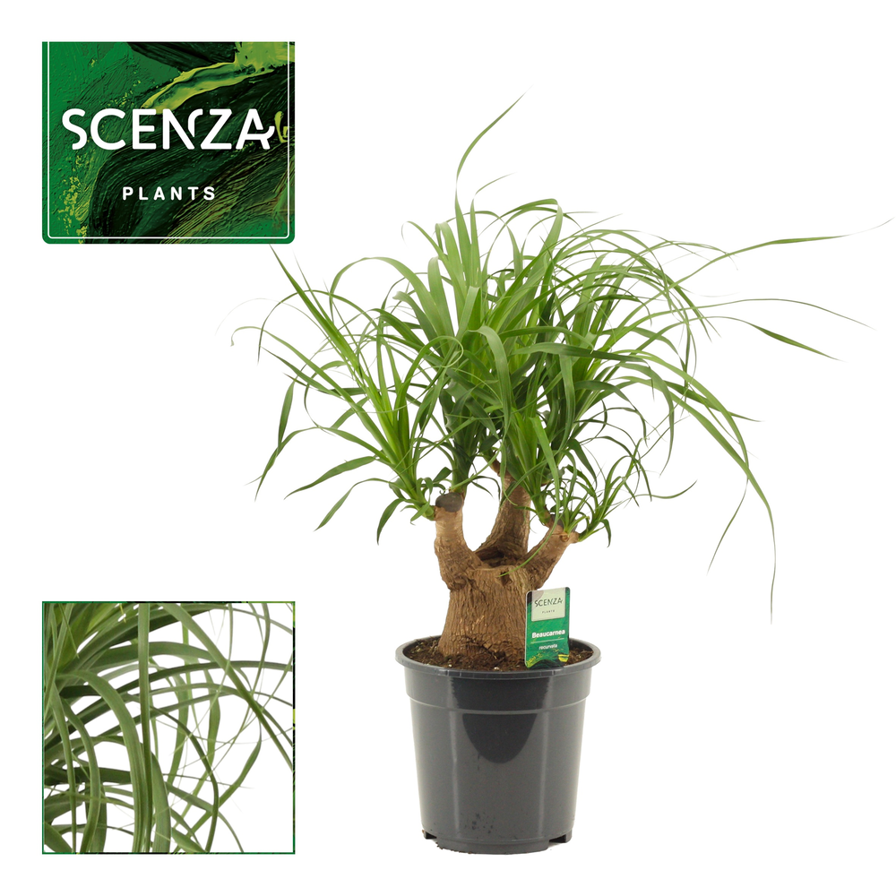 Beaucarnea vertakt 19 cm.