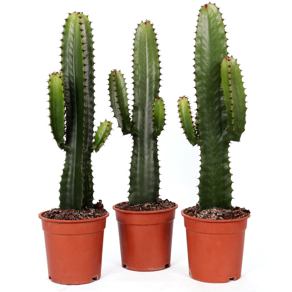 Euphorbia acruensis canarias 17 cm.