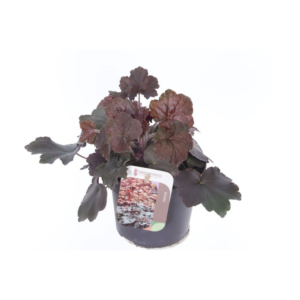 Heuchera micr. Palace Purple.
