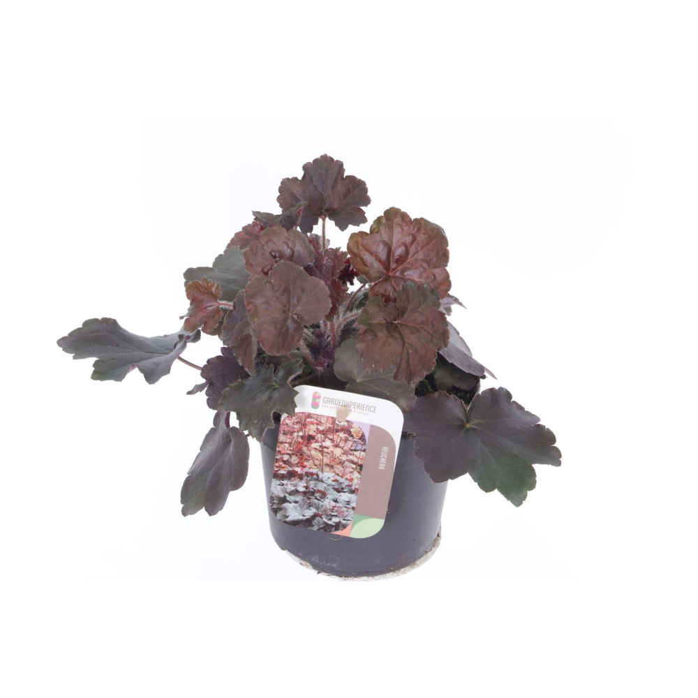 Heuchera micr. Palace Purple.