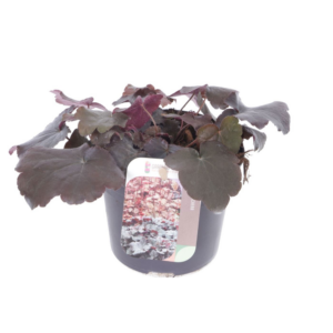 Heuchera micr. Palace Purple.