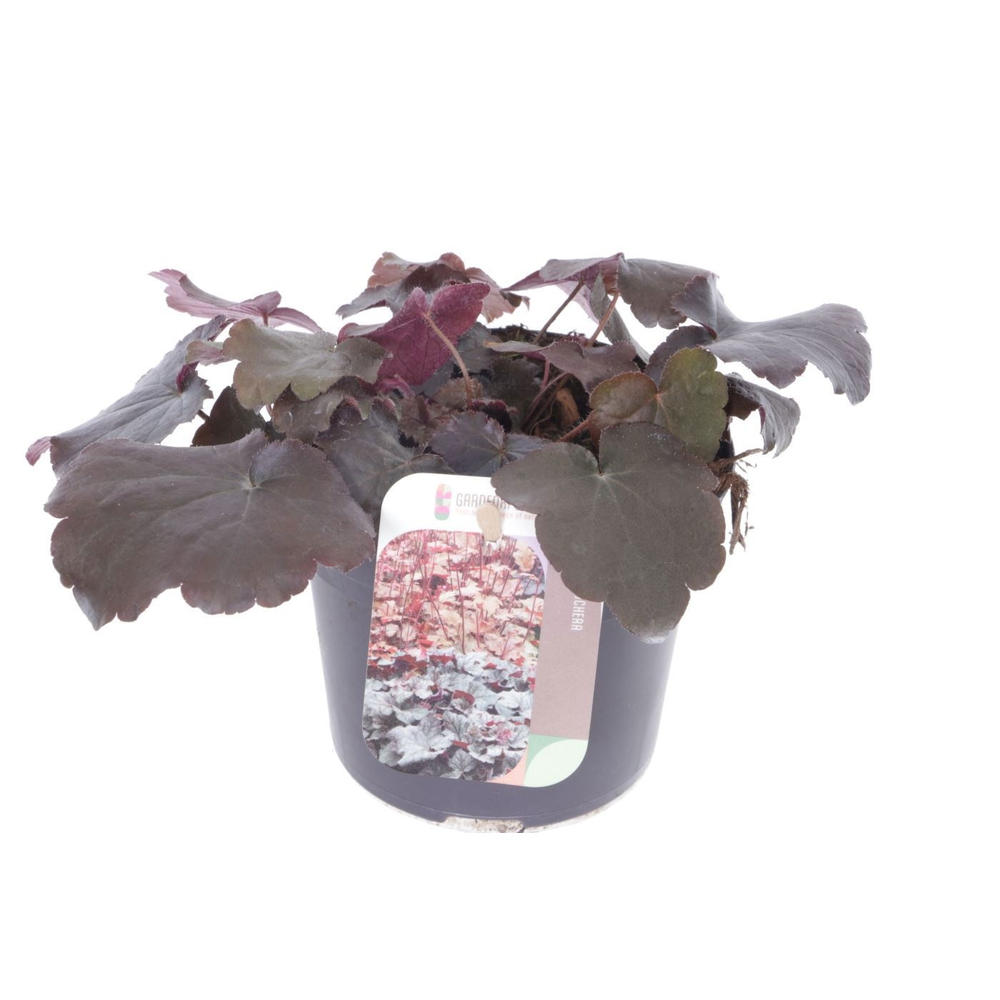 Heuchera micr. Palace Purple.