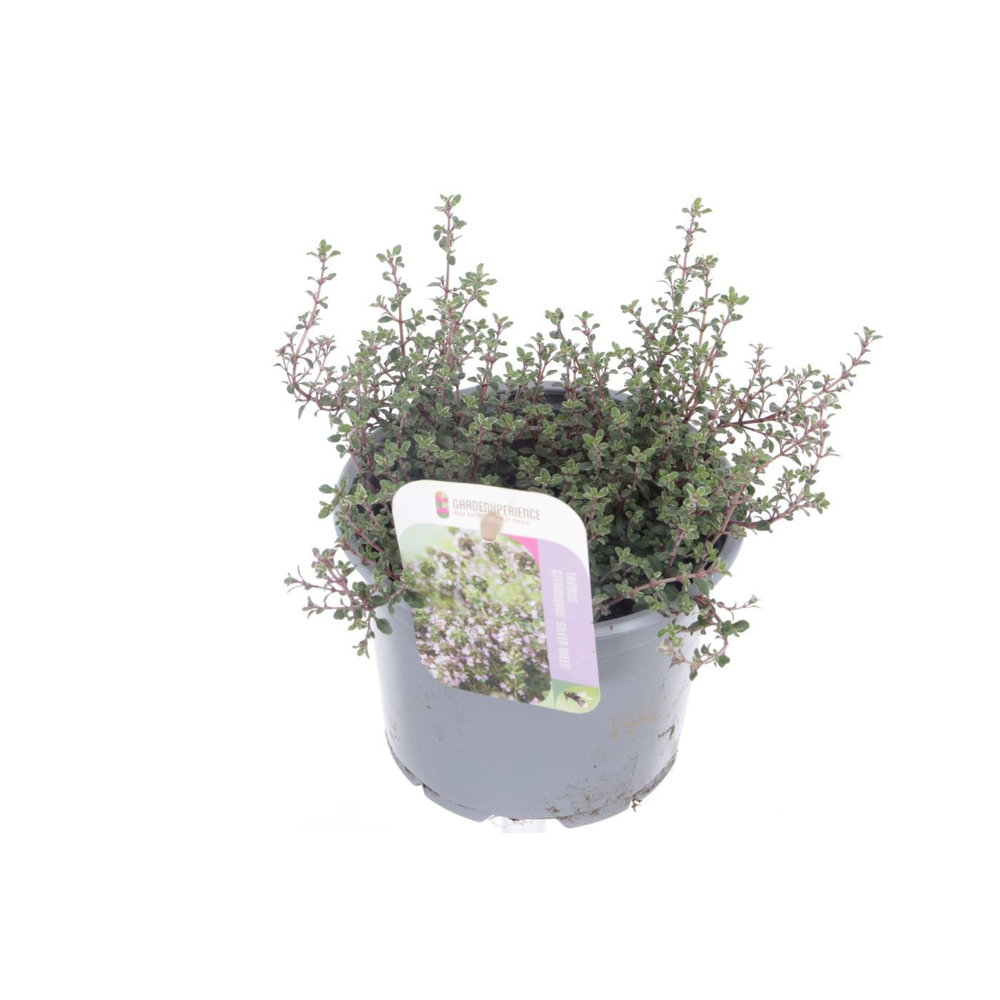 Thymus citr. Silver Queen.