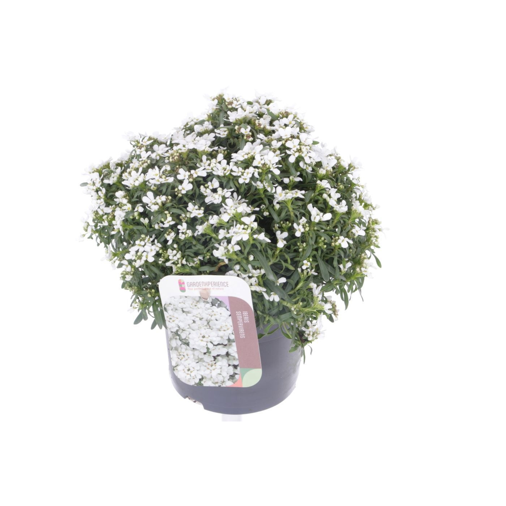 Iberis sempervirens Snow Cone.