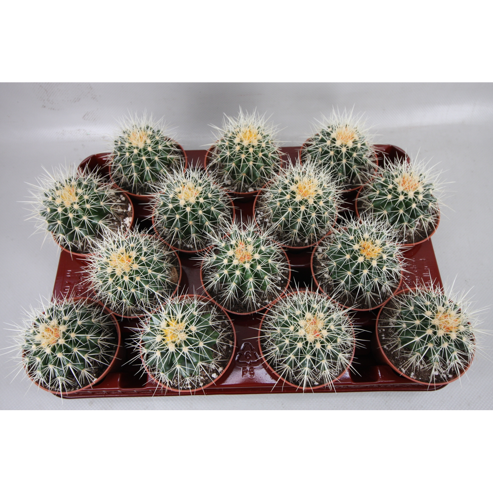 Echinocactus Grusonii 8,5 cm.