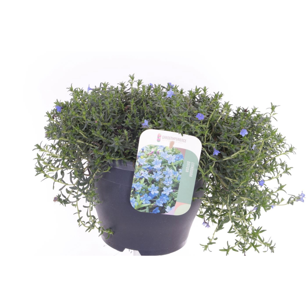 Lithodora diffusa Grace Ward.