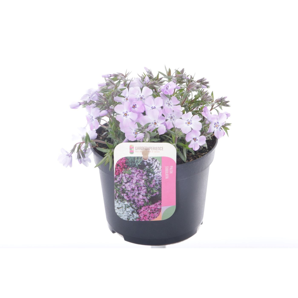 Phlox subulata Fort Hill.