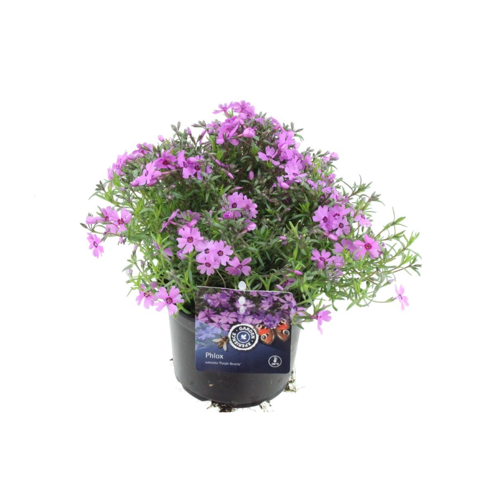 Phlox subulata Purple Beauty.