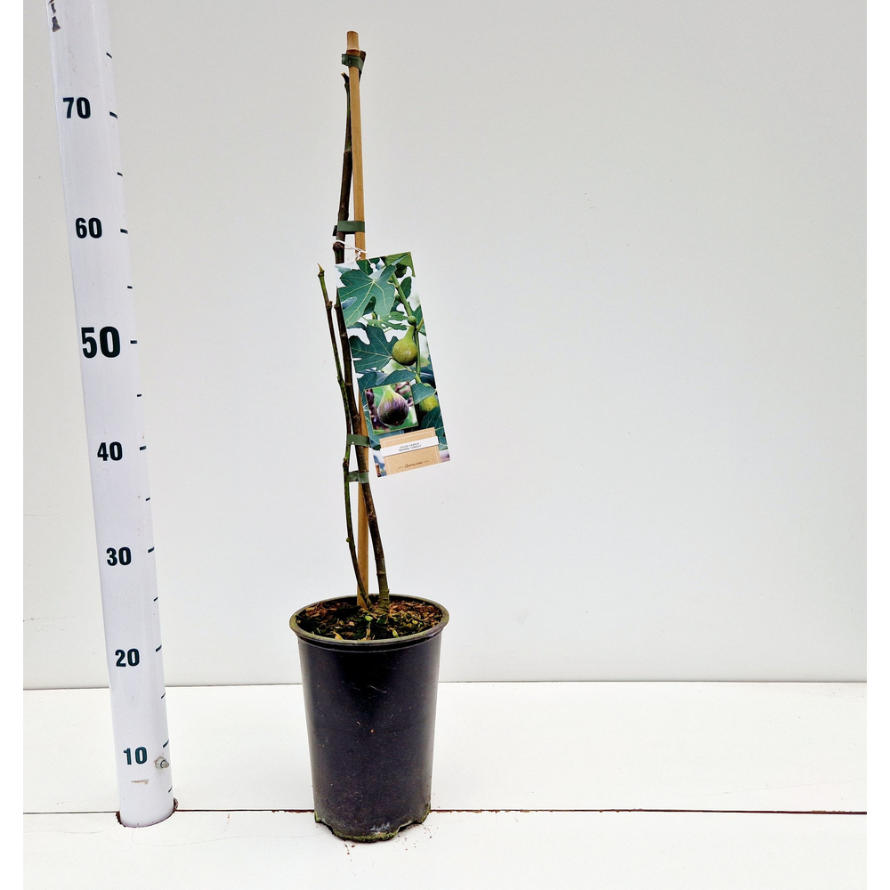 Ficus carica 'Brown Turkey'.