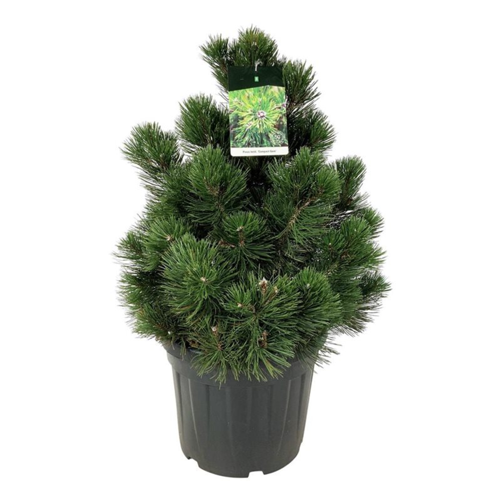 Pinus held. 'Compact Gem'.