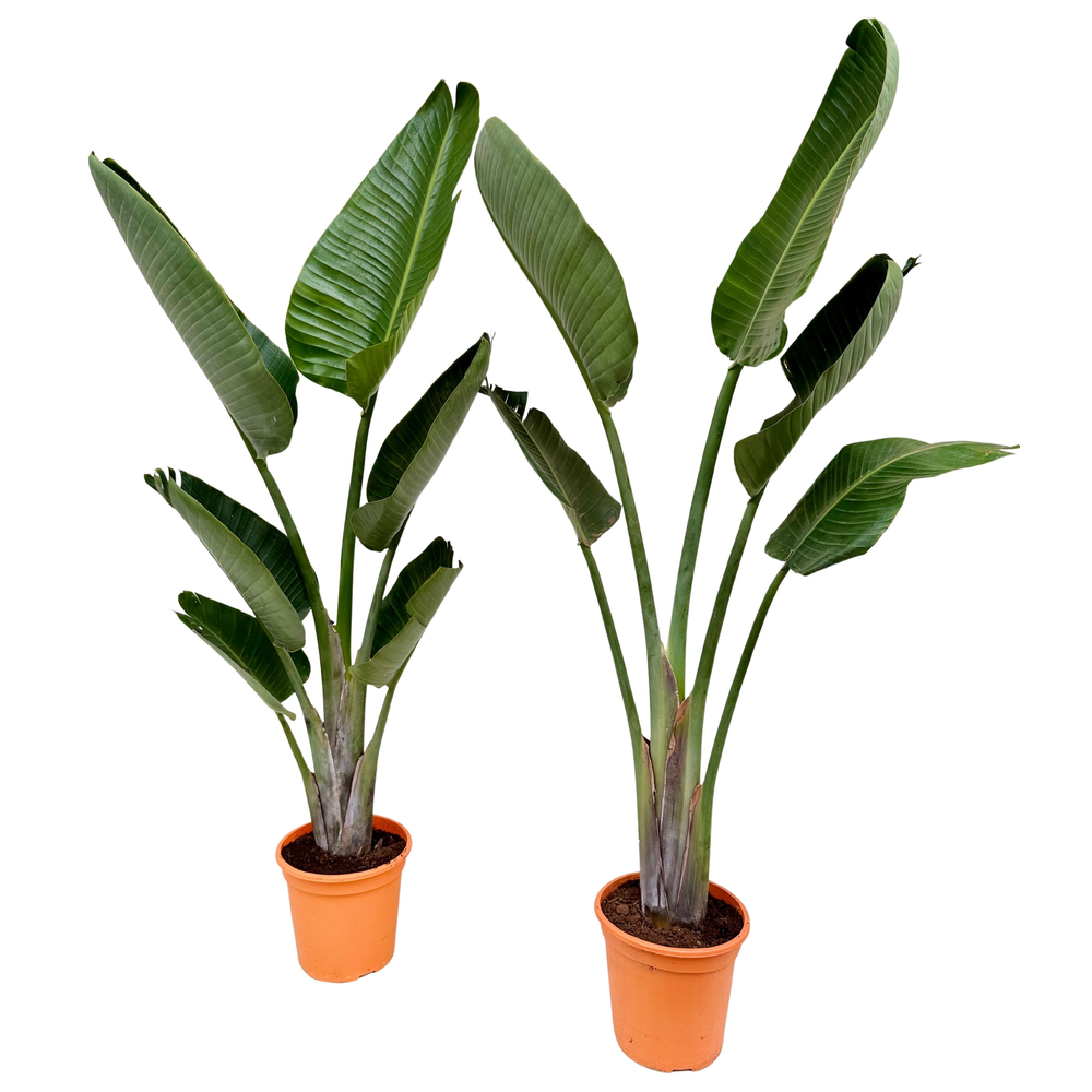 Strelitzia nicolai P24 1PP.