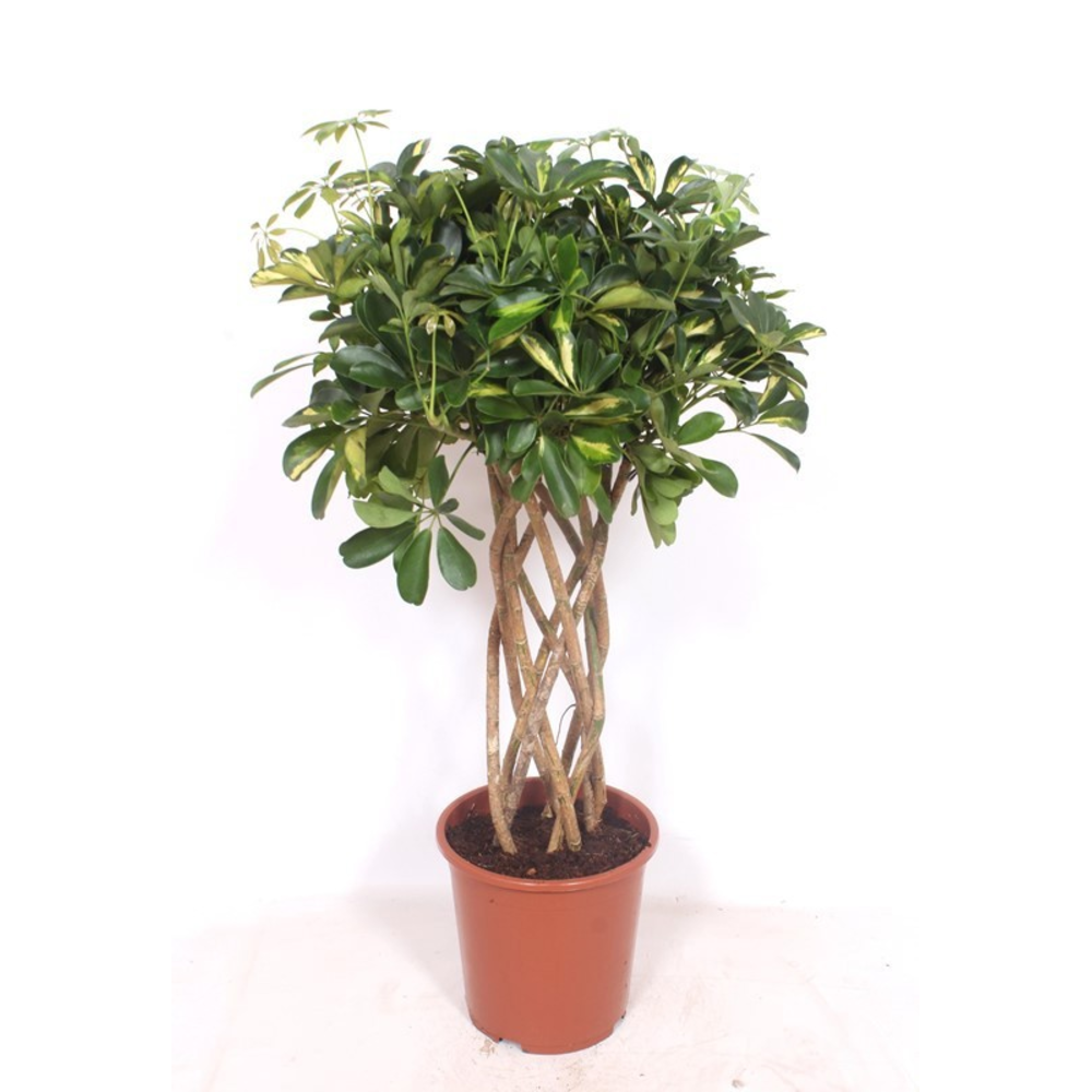 Schefflera Gold Capella.