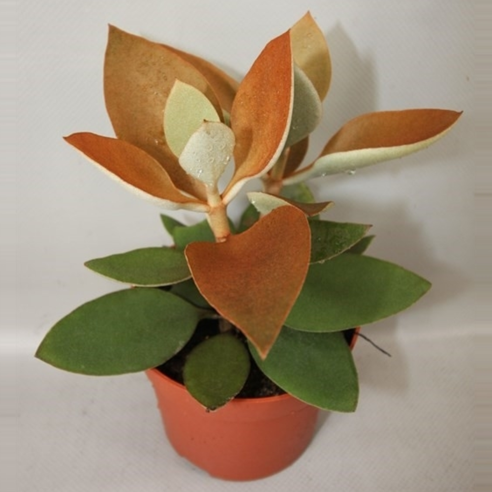 Kalanchoe Orgyalis 12 cm.
