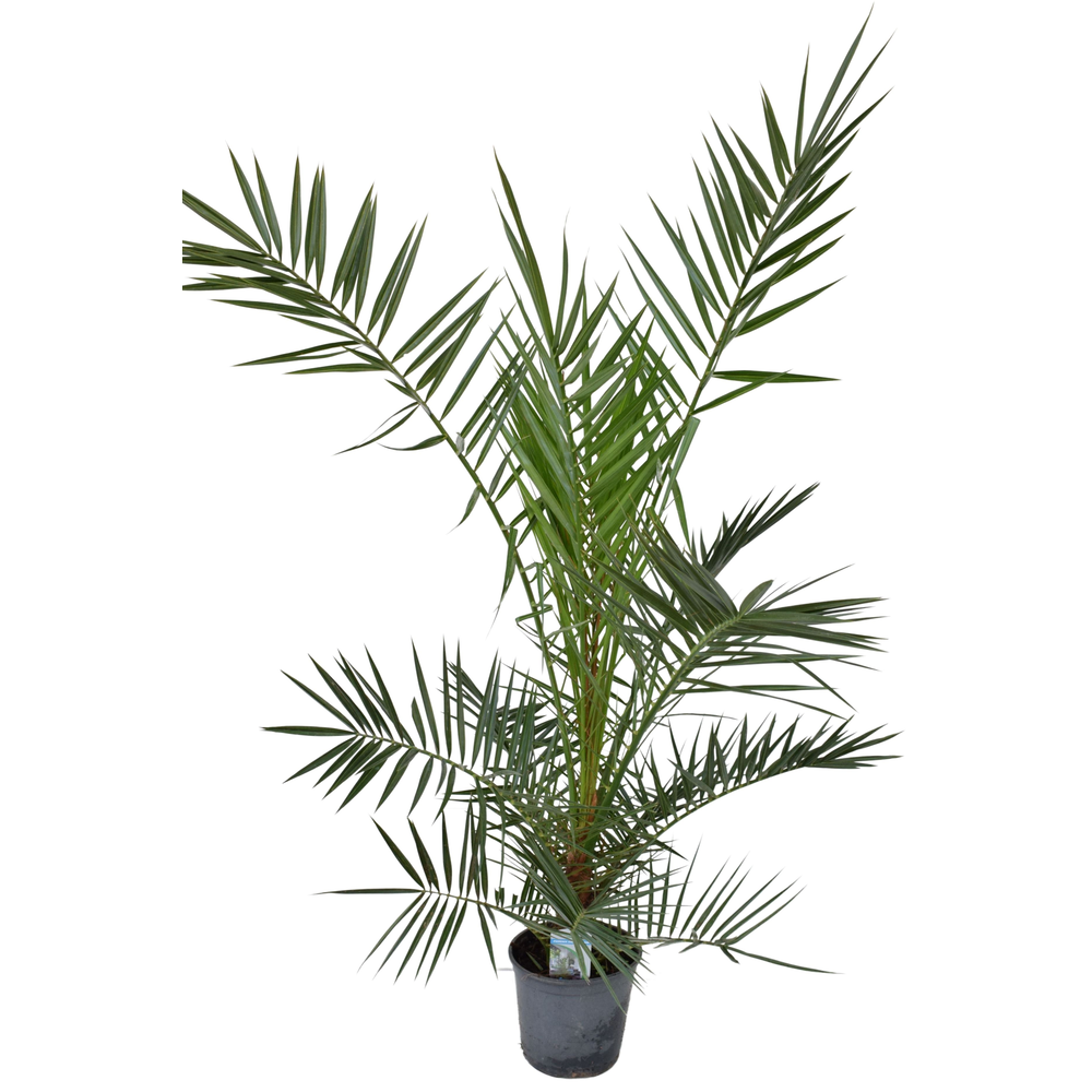 Phoenix canariensis P18 H140.