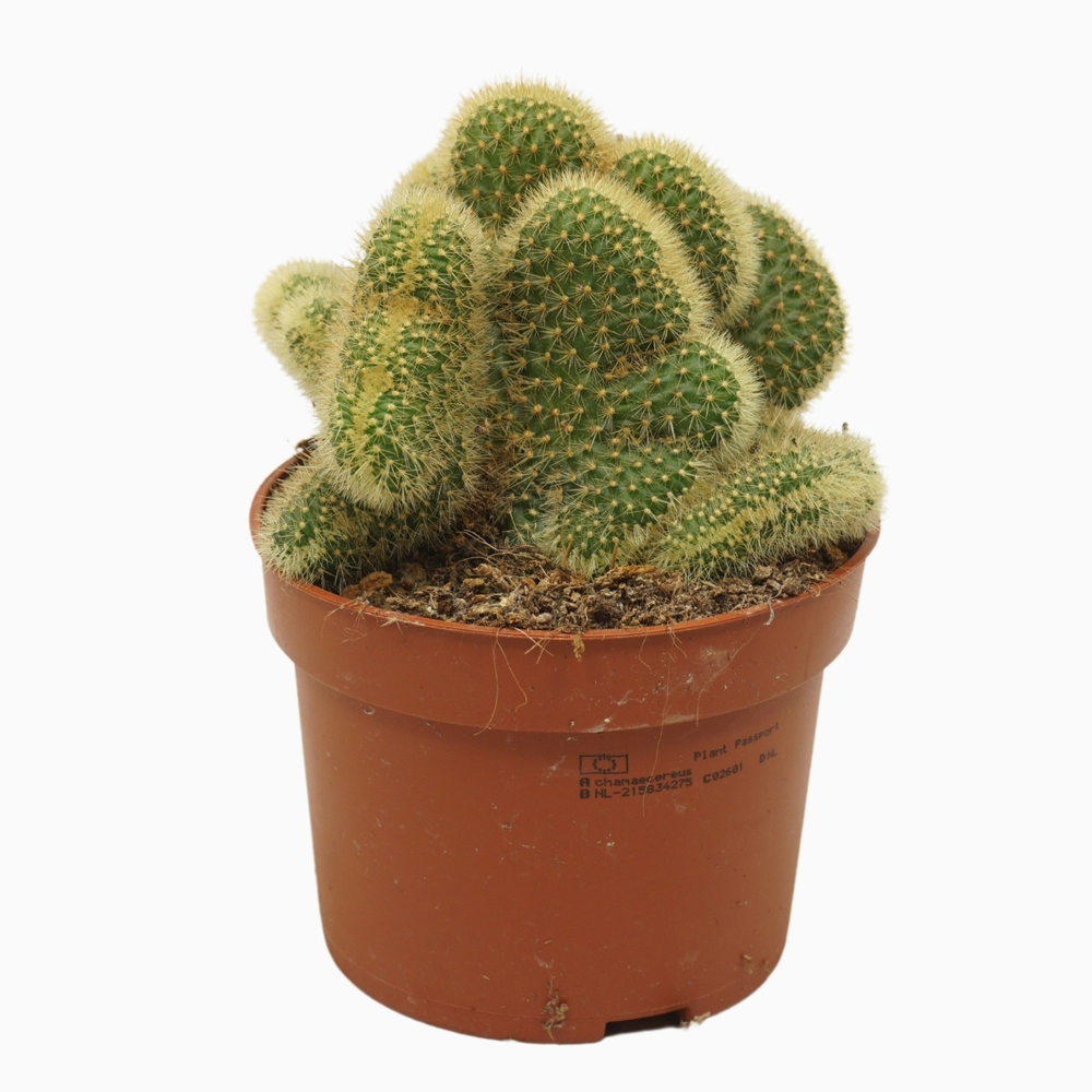 Hildewintera aureispina 'Cristata' 10,5 cm.