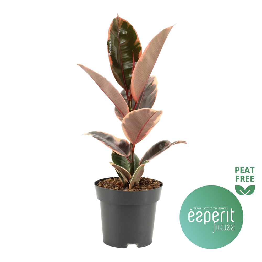 Ficus elastica Belize®.