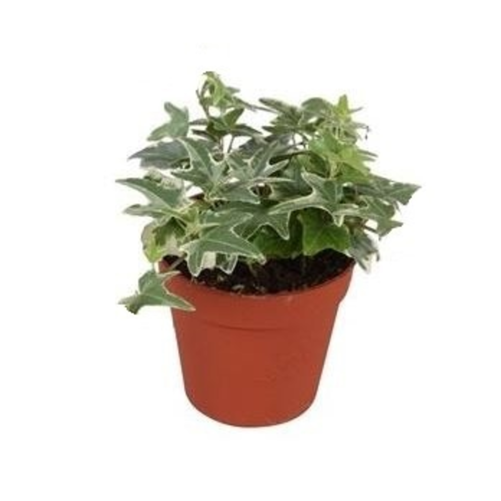 Hedera helix Mona Lisa.