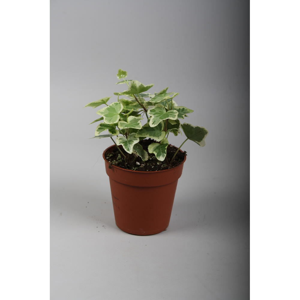 Hedera helix White Wonder.