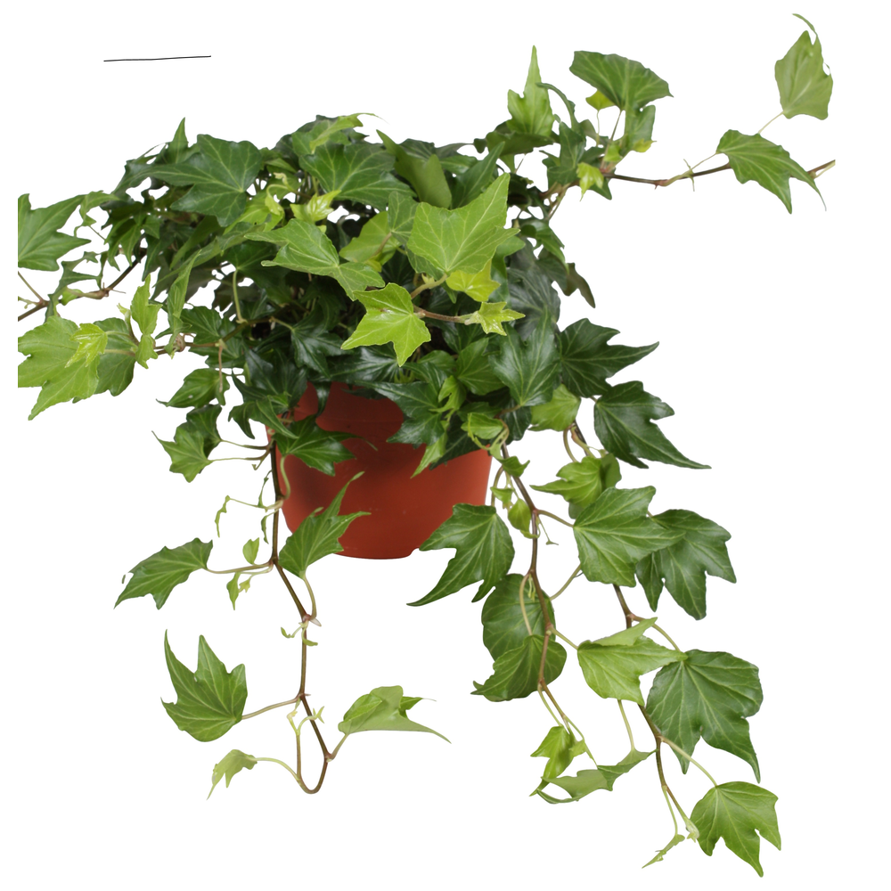 Hedera helix Green Ripple.