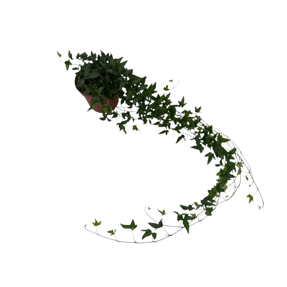 Hedera helix Shamrock - medium long.