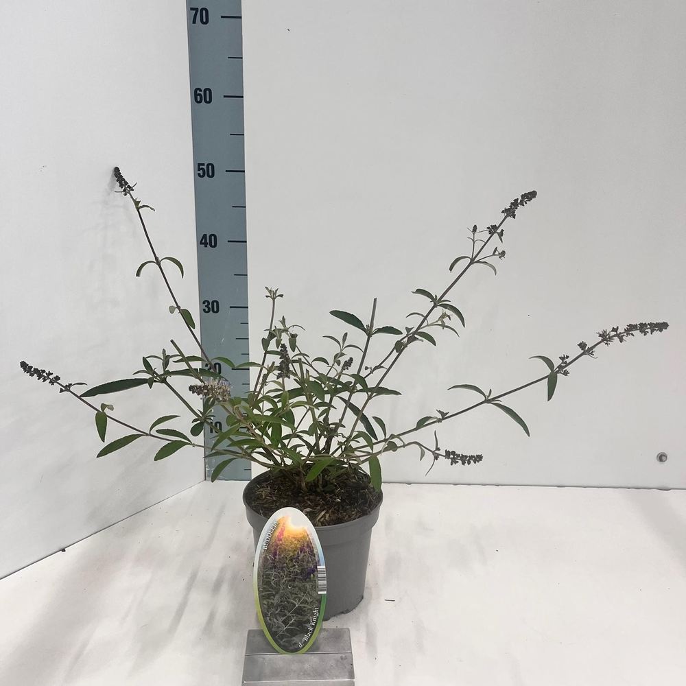 Buddleja dav. 'Black Knight'.