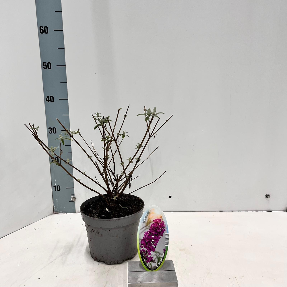 Buddleja dav. 'Royal Red'.