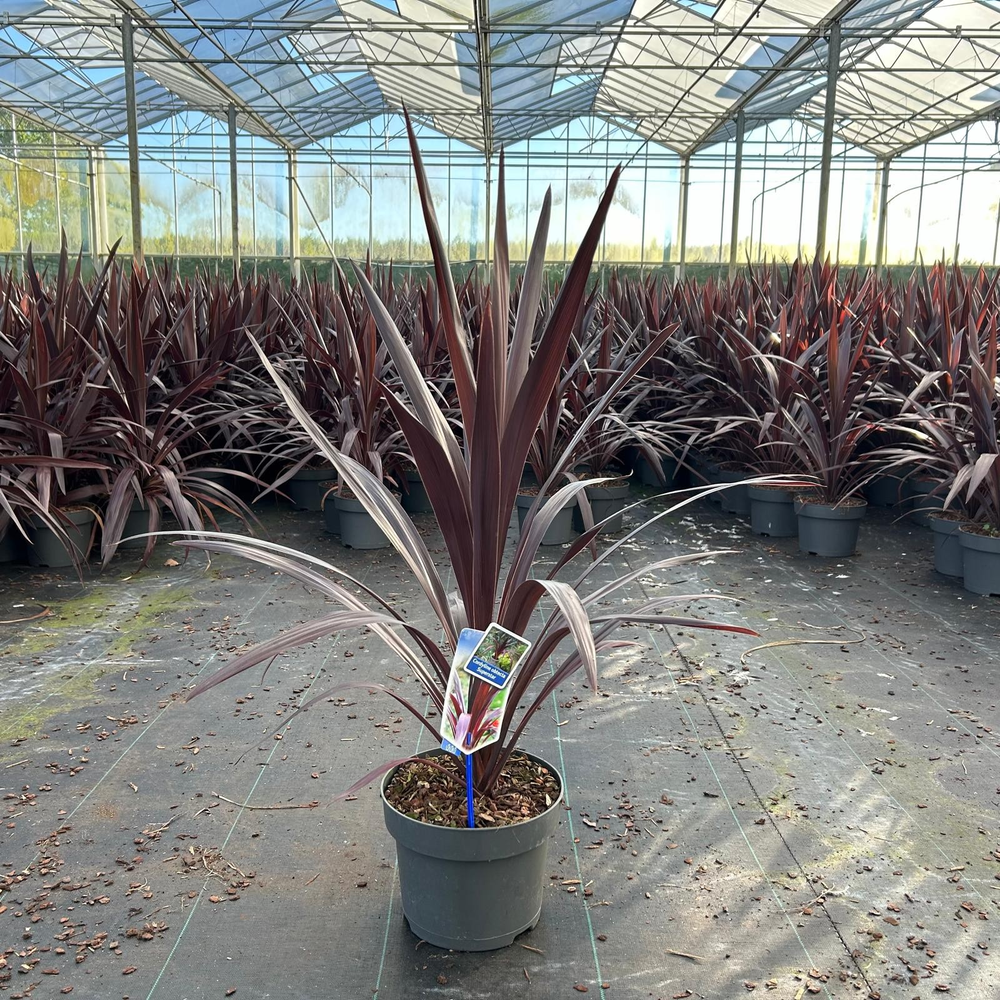 Cordyline obtecta Superstar ('Albatross'PBR).