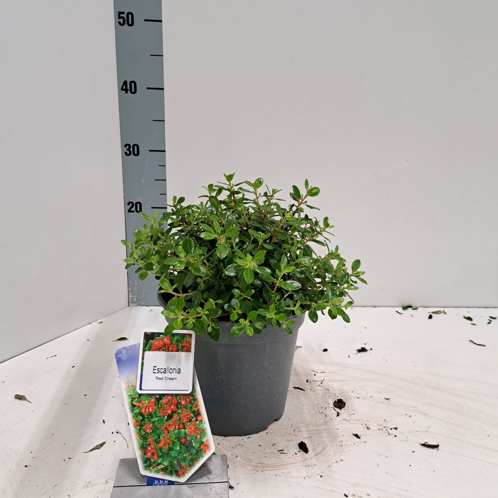 Escallonia 'Red Dream'.