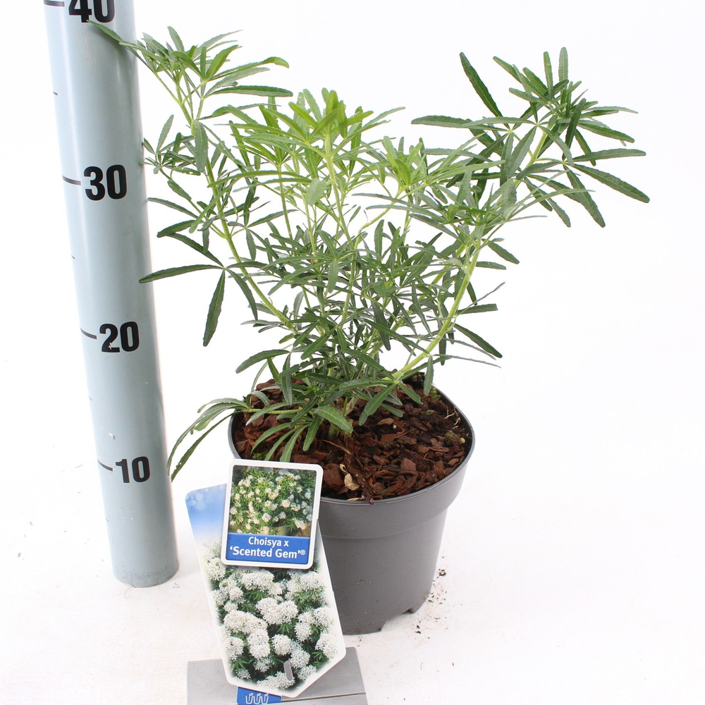 Choisya Scented Gem.