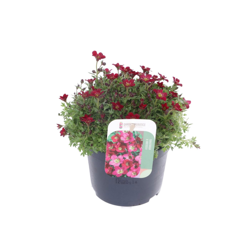 Saxifraga Alpino red.