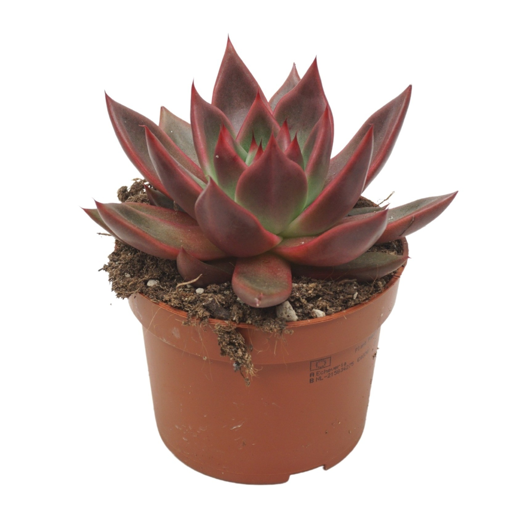 Echeveria antaris 10,5 cm.