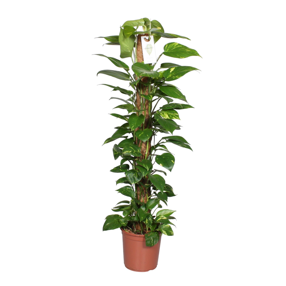 Epipremnum pinnatum mosstok 120cm Scindapsus.