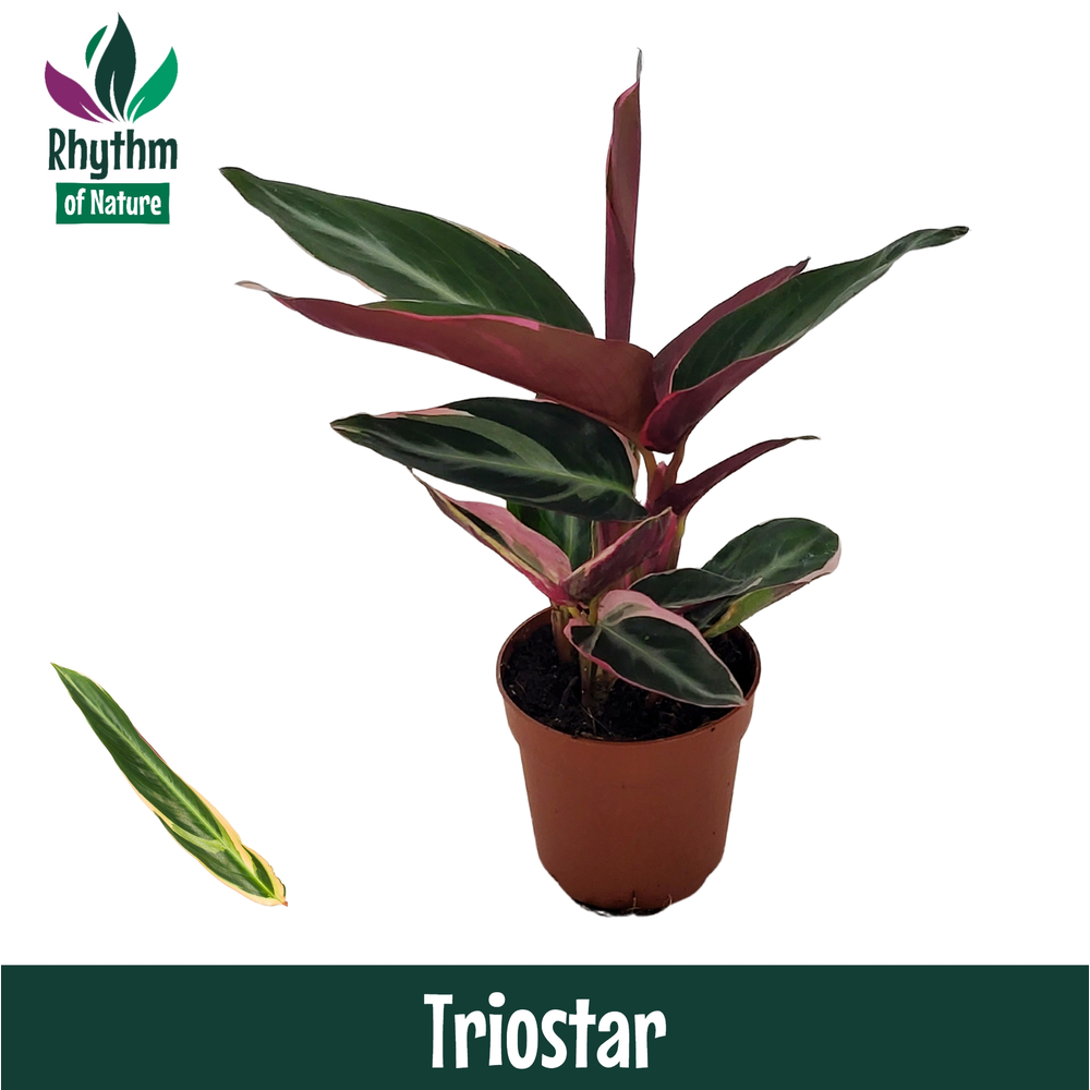 Calathea 7cm Triostar (Stromanthe).