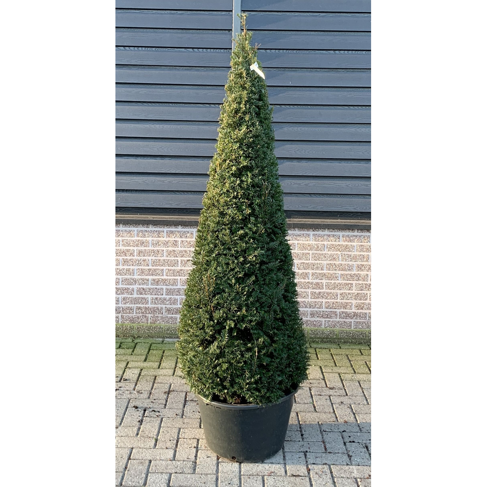 Taxus baccata --kegel 170-180cm.