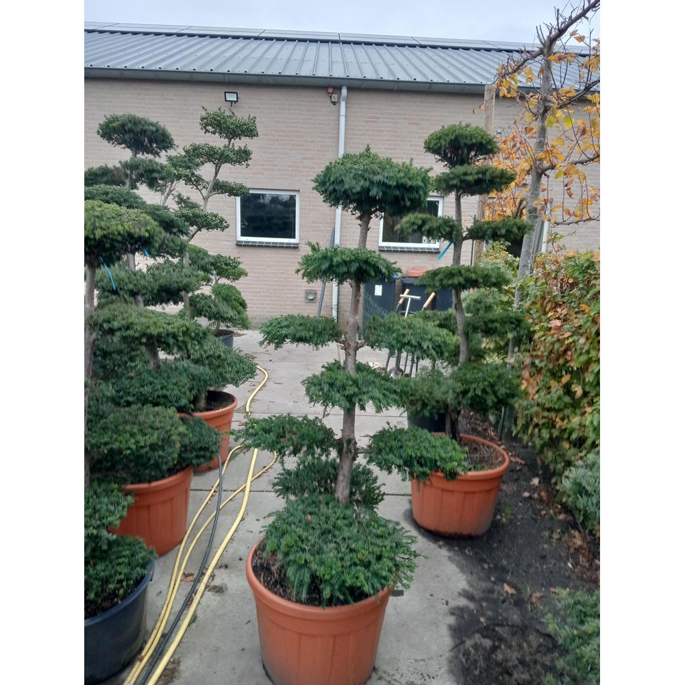 Taxus baccata --bonsai 170 cm.