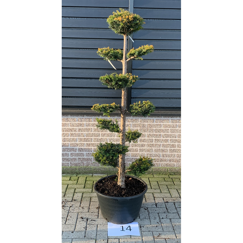 Taxus baccata --bonsai 170 cm.