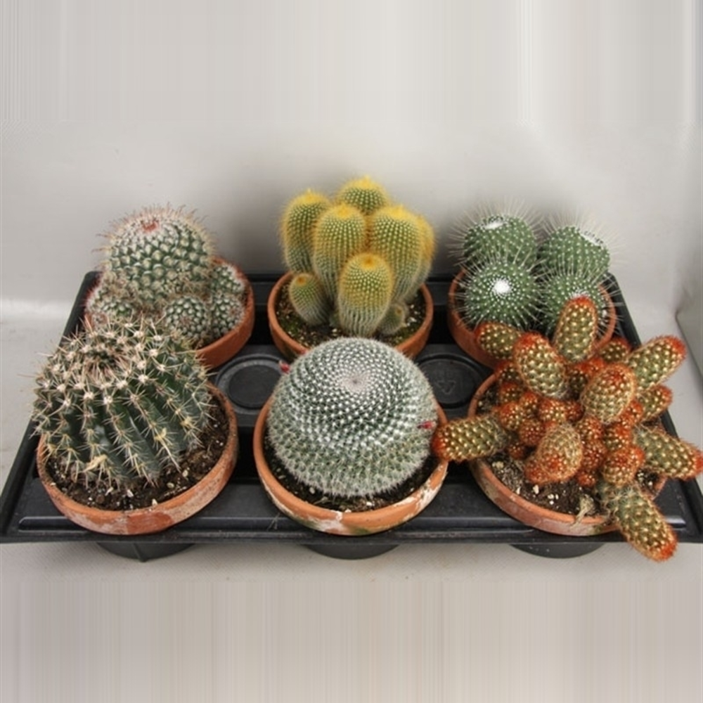 Cactus Schaal 16 cm.